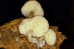 Trichocybe