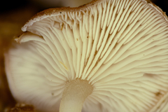 Trichocybe