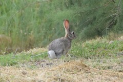 Lepus tolai
