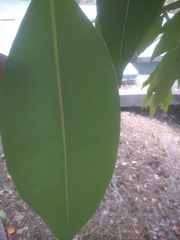 Prunus serotina salicifolia