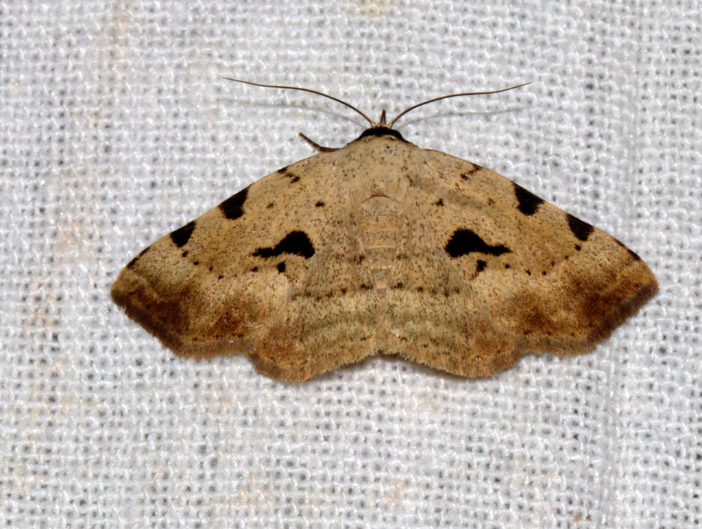 Rema tetraspila