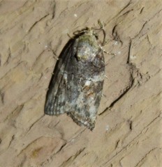 Garella