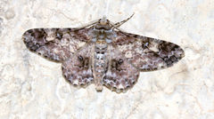 Cleora alienaria