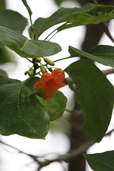 Cordia subcordata