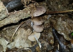 Bolbitius reticulatus