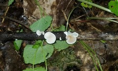 Crepidotus occidentalis