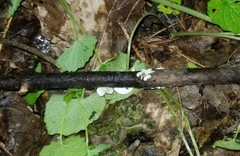 Crepidotus occidentalis