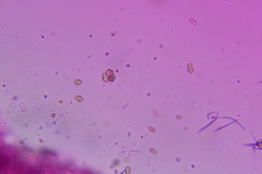 Crepidotus occidentalis