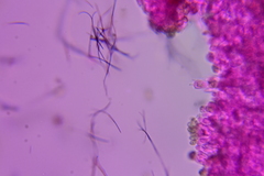 Crepidotus occidentalis