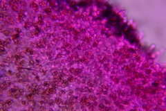 Crepidotus occidentalis