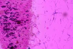 Crepidotus occidentalis