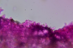 Crepidotus occidentalis