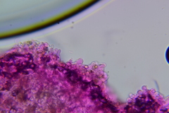 Crepidotus occidentalis