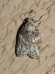 Garella