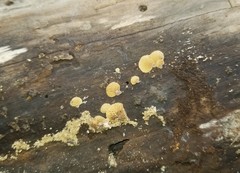 Pleuromyces hungaricus