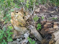 Pleuromyces hungaricus