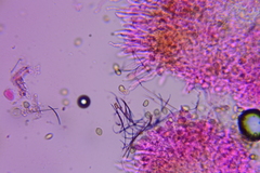 Pleuromyces hungaricus