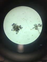 Hydrodictyaceae