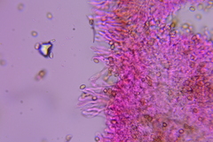 Pleuromyces hungaricus