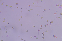 Pleuromyces hungaricus