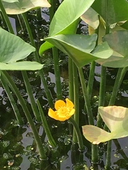 Nuphar japonica