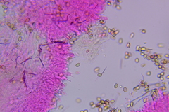 Pleuromyces hungaricus