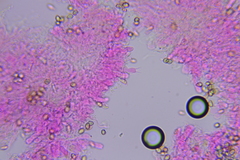 Pleuromyces hungaricus