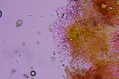 Pleuromyces hungaricus