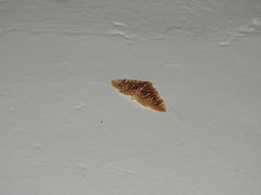 Polygrammodes sanguinalis