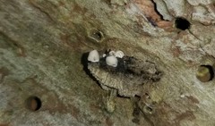 Clitopilus scyphoides