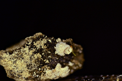 Clitopilus scyphoides