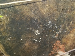 Clitopilus scyphoides