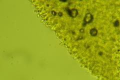 Clitopilus scyphoides