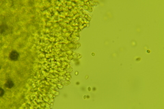 Clitopilus scyphoides