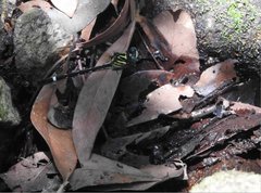 Heliogomphus scorpio