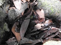 Heliogomphus scorpio