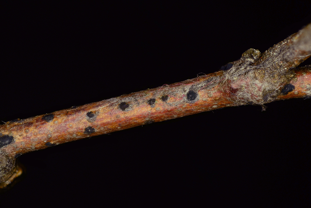 Melanconium