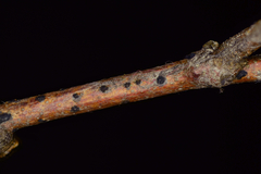 Melanconium stromaticum