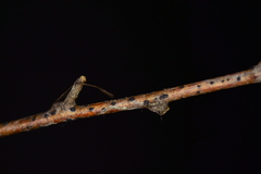 Melanconium stromaticum