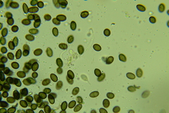 Melanconium stromaticum