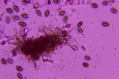 Melanconium stromaticum