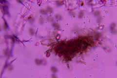 Melanconium stromaticum