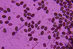 Melanconium stromaticum