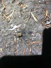 Leuronychus pacificus