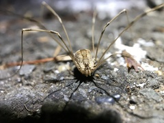 Leuronychus pacificus