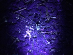 Leuronychus pacificus