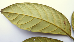 Tachigali densiflora