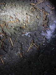 Leuronychus pacificus