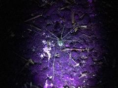 Leuronychus pacificus