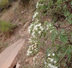 Ageratina herbacea